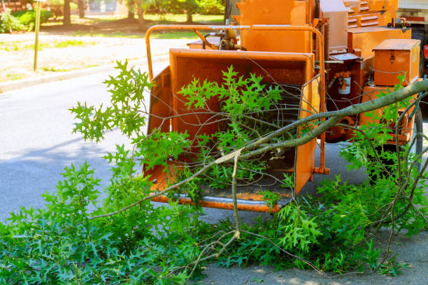 The Steps Involved in Our Tree Care Process in Country Club Hills, IL